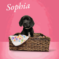 Sophia/Beagle/Female/Baby
