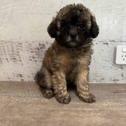 Maltese x shihtzu /Maltese Shih Tzu/Male/Younger Than Six Months,We have one puppy left looking for his forever home. He has been vet checked, microchipped and vaccinated. He has been raised around children and loves lots of cuddles. He is ready for his new home now.
