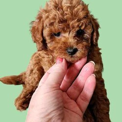 Adopt a dog:Teacup Poodle Puppy/Poodle (Toy)/Male/Younger Than Six Months,We have one little red, male, teacup Poodle puppy left. He is 9 weeks old and will be ready to go to his new home next week. His mum is our 2.5kg red teacup Poodle and his dad is our red 1.8kg teacup Poodle. We are expecting this little puppy to grow to 2 to 2.5kg. He is very loving and playful and is doing really well with his toilet training. He will come to you vet checked, vaccinated and microchipped. He and his parents may be viewed in our home in Diddillibah, Sunshine Coast. Please contact me for any further information. 