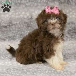 Misty/Havanese									Puppy/Female	/9 Weeks,I’m the sweetest Havanese you have ever see! My name is Misty and I would love to come home with you! I am very happy, playful and very well socialized! I would love to fill your home with all of my puppy love! I have been vet checked, microchipped and I am up to date on vaccinations and dewormings and will come with a one year genetic health guarantee. Call or text anytime to make me the newest addition to your family and get ready to spend a lifetime of tail wagging fun!