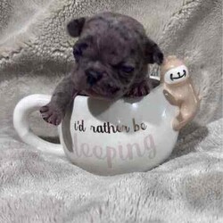 French bulldog - Merle- Female available now/French Bulldog/Female/Younger Than Six Months,Pure breed, available nowDOB- 1/3/24mum and dad both DNA clear , purebreed with papersPuppy - female - Merel colour PET ONLYCute teeny tiny girlRaised in family environment with other pets(Mum,dad & cats& family)Vet checked, wormed, vaccinated & MicrochippedComes with gift bag and will be freshly groomed for new family forever homeEFT Pos available. Text my business line ******3714 we will get back to you asap. REVEAL_DETAILS Mum and dad listed in last picDad is white - (blue eye)BIN- 0003288415198RPBA-882NCIP-9002232