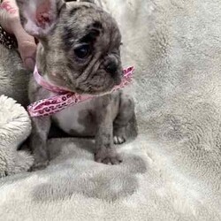 French bulldog - Merle- Female available now/French Bulldog/Female/Younger Than Six Months,Pure breed, available nowDOB- 1/3/24mum and dad both DNA clear , purebreed with papersPuppy - female - Merel colour PET ONLYCute teeny tiny girlRaised in family environment with other pets(Mum,dad & cats& family)Vet checked, wormed, vaccinated & MicrochippedComes with gift bag and will be freshly groomed for new family forever homeEFT Pos available. Text my business line ******3714 we will get back to you asap. REVEAL_DETAILS Mum and dad listed in last picDad is white - (blue eye)BIN- 0003288415198RPBA-882NCIP-9002232