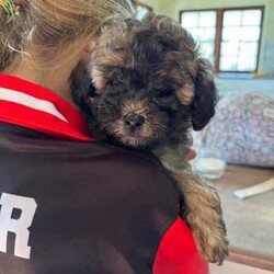 Maltese x shihtzu /Maltese Shih Tzu/Male/Younger Than Six Months,We have one puppy left looking for his forever home. He has been vet checked, microchipped and vaccinated. He has been raised around children and loves lots of cuddles. He is ready for his new home now.