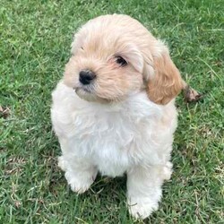 Smoodle puppies Ready for their forever home/Maltese Shih Tzu/Both/Younger Than Six Months,Gorgeous small breed non shedding Malshi x Toy poodle pups Smoodles. Very social and curious puppies have been brought up in our home, started toilet training and love being around people.Vet checked, microchipped and ready for their forever home.3 girls 2 boys. Grow to around 5kg.