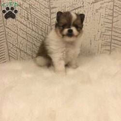 Pixie/Pomeranian									Puppy/Female	/7 Weeks,Meet this precious little bundle of your whole world ready to meet you with all the kisses imaginable! She is so small and so cute it’s like a little teddy bear that moves. She loves to run out in the grass and tussle with her sister . She is 1.1 pound at 6 weeks so she will stay small for you! She is up to date on her vaccination and deworming. She comes with a one year health guarantee for your satisfaction, and a ACA registration application. Call or text me at to meet her today ! Shipping is available to 48 states for your convenience if you so desire.