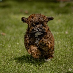 Lily/Shih-Poo									Puppy/Female	/February 4th, 2024,Hey there! I’m Lily, a little Shih-poo puppy, and I’m here to wiggle and wag my way right into your heart!