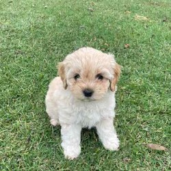 Smoodle puppies Ready for their forever home/Maltese Shih Tzu/Both/Younger Than Six Months,Gorgeous small breed non shedding Malshi x Toy poodle pups Smoodles. Very social and curious puppies have been brought up in our home, started toilet training and love being around people.Vet checked, microchipped and ready for their forever home.3 girls 2 boys. Grow to around 5kg.