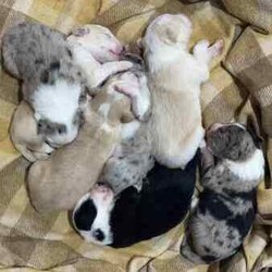 Purebred Border Collie Puppies/Border Collie/Female/Younger Than Six Months,Purebred border collie pups for saleBorn on 20/4/242 girls, 5 boysBoy 1 - AvailableBoy 2 - SOLDBoy 3 - AvailableBoy 4 - AvailableBoy 5 - AvailableGirl 1 - AvailableGirl 2 - AvailableMum - purebred tan and white (medium coat)Dad - purebred black and white (medium coat)Will be up to date with worming, vaccines and microchipped.Mum is a pet, however does come from working lines and shows interest in work and Dad is a working dog. Parents are both loving and affectionate dogs.Can view from 4 weeks old and will be ready for their forever homes from 15/6/24