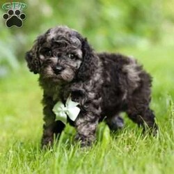 Enzo/Cockapoo									Puppy/Male	/6 Weeks,Introducing Enzo, the embodiment of boundless energy and irresistible charm! This little guy is an extremely loving Cockapoo puppy who loves attention. He has stunning, fluffy fur paired with large brown eyes that set him apart from others. Cockapoo are intelligent and affectionate, they love playtime, cuddling or going on adventures with their favorite people. They tend to be very adaptable and should have no problem adjusting to their new homes! The Mama is a beautiful Cockapoo girl named Hazel, she weighs 15lbs. Whether she’s faithfully by our side or patiently waiting by the door for our return, her commitment is unwavering. The Dad, Ozzie is a handsome AKC Mini Poodle who weighs 12 lbs. He has a lively, happy- go-lucky temperament & is a super smart boy. This baby will join your home microchipped, Up to date on vaccines and dewormer, with our 1 Year genetic health guarantee & will be completely vet checked. If you would like some more information or to schedule a visit, please call or text me anytime Monday through Saturday. Thanks, Emily 