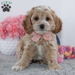 Linda/Cockapoo									Puppy/Female	/8 Weeks,To contact the breeder about this puppy, click on the “View Breeder Info” tab above.