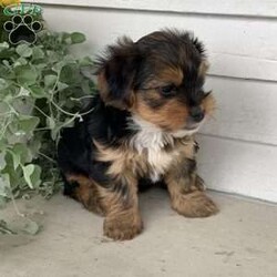 Buster/Yorkie									Puppy/Male	/March 29th, 2024,Meet Buster…. he was the only puppy in the litter, lives in our house and is so very loved and spoiled! He is also great with children and loves playing with them. He has been vet checked and updated on all shots and dewormers… if you would to meet this adorable yorkie puppy , just give us a call…      