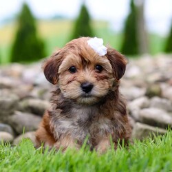 Wanda/Morkie / Yorktese									Puppy/Female	/8 Weeks,Meet Wanda, the most adorable Morkie puppy you’ve ever laid eyes on! This little girl combines the best of both worlds with its Maltese and Yorkshire Terrier heritage. With her soft, silky fur and endearing button nose, she steals the hearts of everyone she meets. Playful and affectionate, she loves to cuddle and will quickly become your loyal companion. Her tiny size only adds to the charm, making her the perfect companion for any loving home. Whether you’re looking for a playful playmate or a snuggle buddy, she is the perfect choice!