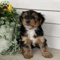 Buster/Yorkie									Puppy/Male	/March 29th, 2024,Meet Buster…. he was the only puppy in the litter, lives in our house and is so very loved and spoiled! He is also great with children and loves playing with them. He has been vet checked and updated on all shots and dewormers… if you would to meet this adorable yorkie puppy , just give us a call…      