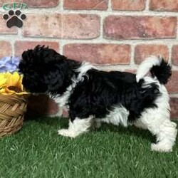 Skylar/Shih-Poo									Puppy/Female	/9 Weeks,Hey there, My name is Skylar! I am a very cute female Shihpoo puppy! I was born on March 23rd, 2024.  I am such a sweet little girl! I am looking for my new family, could that be with you? If you choose me I will come home to you vet checked with my vaccinations and deworming up to date, and I will also be microchipped. If you think that I would make the perfect little addition to your family, then please call or text to find out more information about me!  