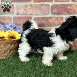 Skylar/Shih-Poo									Puppy/Female	/9 Weeks,Hey there, My name is Skylar! I am a very cute female Shihpoo puppy! I was born on March 23rd, 2024.  I am such a sweet little girl! I am looking for my new family, could that be with you? If you choose me I will come home to you vet checked with my vaccinations and deworming up to date, and I will also be microchipped. If you think that I would make the perfect little addition to your family, then please call or text to find out more information about me!  