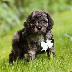 Enzo/Cockapoo									Puppy/Male	/6 Weeks,Introducing Enzo, the embodiment of boundless energy and irresistible charm! This little guy is an extremely loving Cockapoo puppy who loves attention. He has stunning, fluffy fur paired with large brown eyes that set him apart from others. Cockapoo are intelligent and affectionate, they love playtime, cuddling or going on adventures with their favorite people. They tend to be very adaptable and should have no problem adjusting to their new homes! The Mama is a beautiful Cockapoo girl named Hazel, she weighs 15lbs. Whether she’s faithfully by our side or patiently waiting by the door for our return, her commitment is unwavering. The Dad, Ozzie is a handsome AKC Mini Poodle who weighs 12 lbs. He has a lively, happy- go-lucky temperament & is a super smart boy. This baby will join your home microchipped, Up to date on vaccines and dewormer, with our 1 Year genetic health guarantee & will be completely vet checked. If you would like some more information or to schedule a visit, please call or text me anytime Monday through Saturday. Thanks, Emily 