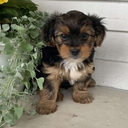 Buster/Yorkie									Puppy/Male	/March 29th, 2024,Meet Buster…. he was the only puppy in the litter, lives in our house and is so very loved and spoiled! He is also great with children and loves playing with them. He has been vet checked and updated on all shots and dewormers… if you would to meet this adorable yorkie puppy , just give us a call…      