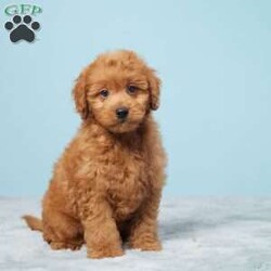 Leonard/Mini Goldendoodle									Puppy/Male	/10 Weeks,Meet Leonard, a sweet and loving Mini Goldendoodle ready to bring joy to his new forever home! Raised in a family environment, Leonard is well-socialized and loves being around people, especially kids. He has been vet checked and is up to date on all his vaccines and dewormer, ensuring he is healthy and ready for his new adventure.