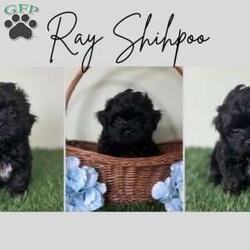 Ray/Shih-Poo									Puppy/Male	/9 Weeks,Hey there, My name is Ray! I am a very cute male Shihpoo puppy! I was born on March 16th, 2024.  I am such a sweet little boy! I am looking for my new family, could that be with you? If you choose me I will come home to you vet checked with my vaccinations and deworming up to date, and I will also be microchipped. If you think that I would make the perfect little addition to your family, then please call or text to find out more information about me!  