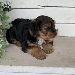 Buster/Yorkie									Puppy/Male	/March 29th, 2024,Meet Buster…. he was the only puppy in the litter, lives in our house and is so very loved and spoiled! He is also great with children and loves playing with them. He has been vet checked and updated on all shots and dewormers… if you would to meet this adorable yorkie puppy , just give us a call…      