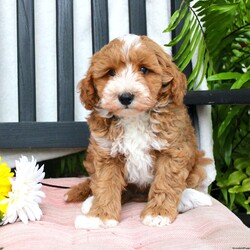 Gabe/Mini Goldendoodle									Puppy/Male	/March 29th, 2024,Meet Gabe, a Micro Mini Goldendoodle puppy with gorgeous coloring and attractive white markings. This charming little cutie comes up to date on shots and dewormer and is vet checked! The breeder offers  a 30 day health guarantee as well! To learn more about how you can bring this precious puppy into your home contact us today! 