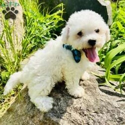 Marshmallow/Bichon Frise									Puppy/Male	/8 Weeks,Meet marshmallow! Started on potty training and crate training Puppies come vet checked, microchipped, vaccinated, dewormed, medical insurance through trupanion, and a health guarantee. Adorable, sweet, playful, loves children of all ages, enjoy car rides, going to stores, and cuddling, they do great with cats and other dogs. Local pick up in lake Orion, Michigan or we have a flight nanny who also does ground Transportation. Cost depends upon distance. Please reach out for a quote. Deposits arent required however, Deposits secure a specific puppy, we absolutely will not hold without one. Deposits are $200. same day pick up without deposit is fine. Payment accepted: cash, zelle, venmo, financing. Financing is done through terrace pets where they match you with a lender, they cover the price of the dog and shipping if needed, all credit scores considered, early payoff no penalty, great customer service. Please reach out for my direct link to apply.