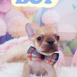 French Bulldog Purebred Puppies Ready for Adoption/French Bulldog/Both/Younger Than Six Months,Discover the beauty and charm of purebred French Bulldogs! Our puppies are raised in a loving environment, have excellent temperaments, and are ideal companions for families or individuals. Reserve your puppy today and experience the joy of owning a French Bulldog!There are 4boys and three girls available.They are all vaccinated and microchipped vet checked and with pedigree certificates.