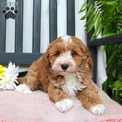 Gabe/Mini Goldendoodle									Puppy/Male	/March 29th, 2024,Meet Gabe, a Micro Mini Goldendoodle puppy with gorgeous coloring and attractive white markings. This charming little cutie comes up to date on shots and dewormer and is vet checked! The breeder offers  a 30 day health guarantee as well! To learn more about how you can bring this precious puppy into your home contact us today! 