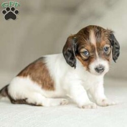 Ellie – Mini/Dachshund									Puppy/Female	/6 Weeks,Say hello to this sweet Mini Dachund puppy! She is family raised with children and gets lots of love and snuggles with them! 