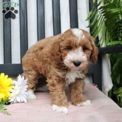 Gabe/Mini Goldendoodle									Puppy/Male	/March 29th, 2024,Meet Gabe, a Micro Mini Goldendoodle puppy with gorgeous coloring and attractive white markings. This charming little cutie comes up to date on shots and dewormer and is vet checked! The breeder offers  a 30 day health guarantee as well! To learn more about how you can bring this precious puppy into your home contact us today! 