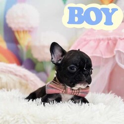 French Bulldog Purebred Puppies Ready for Adoption/French Bulldog/Both/Younger Than Six Months,Discover the beauty and charm of purebred French Bulldogs! Our puppies are raised in a loving environment, have excellent temperaments, and are ideal companions for families or individuals. Reserve your puppy today and experience the joy of owning a French Bulldog!There are 4boys and three girls available.They are all vaccinated and microchipped vet checked and with pedigree certificates.