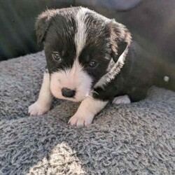 Adorable Purebred Border Collie Puppies/Border Collie/Both/Younger Than Six Months,Beautiful Border Collie puppies born 24th April 2024. We have 4 gorgeous boys and 1 precious girl available to go to their new fur-ever homes from the 28th June 2024.Mum & Dad are much loved pets and we live on a 20 acre farm where they can all enjoy the freedom to run about as they grow, surrounded by nature, animals and people that love them. Their parents are loving, intelligent, loyal and energetic, and can be seen in the last 2 photos.Border Collies are great companions, and can make fantastic pets or work dogs. If you want a Border Collie please consider that they are an energetic, intelligent and a highly trainable breed.All pups have been Vet checked and microchipped, as well as regularly wormed. They will receive their first vaccination in 2 weeks.A loving and committed fur-ever home is our top priority for these precious pups. We welcome visits from potential adopters to meet our puppies and their parents, ensuring the perfect match for both the puppy and their new family.If you are interested in one of our pups, please send me a message with your name, location and some information about yourself and your family and I will return your message as soon as I'm available.