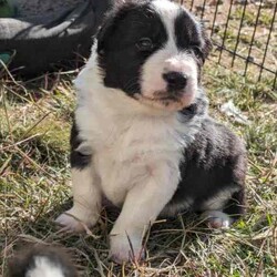 Adorable Purebred Border Collie Puppies/Border Collie/Both/Younger Than Six Months,Beautiful Border Collie puppies born 24th April 2024. We have 4 gorgeous boys and 1 precious girl available to go to their new fur-ever homes from the 28th June 2024.Mum & Dad are much loved pets and we live on a 20 acre farm where they can all enjoy the freedom to run about as they grow, surrounded by nature, animals and people that love them. Their parents are loving, intelligent, loyal and energetic, and can be seen in the last 2 photos.Border Collies are great companions, and can make fantastic pets or work dogs. If you want a Border Collie please consider that they are an energetic, intelligent and a highly trainable breed.All pups have been Vet checked and microchipped, as well as regularly wormed. They will receive their first vaccination in 2 weeks.A loving and committed fur-ever home is our top priority for these precious pups. We welcome visits from potential adopters to meet our puppies and their parents, ensuring the perfect match for both the puppy and their new family.If you are interested in one of our pups, please send me a message with your name, location and some information about yourself and your family and I will return your message as soon as I'm available.