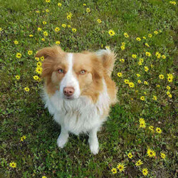 Adorable Purebred Border Collie Puppies/Border Collie/Both/Younger Than Six Months,Beautiful Border Collie puppies born 24th April 2024. We have 4 gorgeous boys and 1 precious girl available to go to their new fur-ever homes from the 28th June 2024.Mum & Dad are much loved pets and we live on a 20 acre farm where they can all enjoy the freedom to run about as they grow, surrounded by nature, animals and people that love them. Their parents are loving, intelligent, loyal and energetic, and can be seen in the last 2 photos.Border Collies are great companions, and can make fantastic pets or work dogs. If you want a Border Collie please consider that they are an energetic, intelligent and a highly trainable breed.All pups have been Vet checked and microchipped, as well as regularly wormed. They will receive their first vaccination in 2 weeks.A loving and committed fur-ever home is our top priority for these precious pups. We welcome visits from potential adopters to meet our puppies and their parents, ensuring the perfect match for both the puppy and their new family.If you are interested in one of our pups, please send me a message with your name, location and some information about yourself and your family and I will return your message as soon as I'm available.