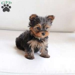 Roxy/Yorkie									Puppy/Female	/April 8th, 2024,Roxy is one of 2 in the litter . Her approx adult weight is 4-6lbs , based on the weight of the parents . She is sweet , energtic and oh so Beautiful !! 