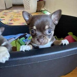 Pure breed Chihuahuas /Chihuahua (Smooth Coat)/Female/Younger Than Six Months,Female Pure breed chihuahuasRare Chocolate Tri coloursAll smooth coatReady to go 9/6/24Puppies have been vet checked, microchipped and vaccinatedParents can be viewedGenuine enquires onlyText or call and leave a message******** 420 REVEAL_DETAILS 