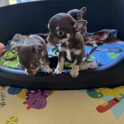Pure breed Chihuahuas /Chihuahua (Smooth Coat)/Female/Younger Than Six Months,Female Pure breed chihuahuasRare Chocolate Tri coloursAll smooth coatReady to go 9/6/24Puppies have been vet checked, microchipped and vaccinatedParents can be viewedGenuine enquires onlyText or call and leave a message******** 420 REVEAL_DETAILS 