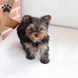 Roxy/Yorkie									Puppy/Female	/April 8th, 2024,Roxy is one of 2 in the litter . Her approx adult weight is 4-6lbs , based on the weight of the parents . She is sweet , energtic and oh so Beautiful !! 