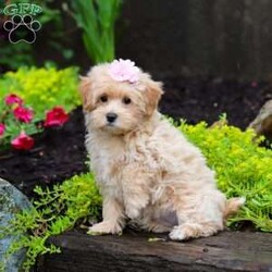 Jasmine/Maltipoo									Puppy/Female	/10 Weeks,Jasmine is the sweetest baby Maltipoo around! With her expressive face and huge puppy dog eyes she is used to getting her way:) This little sweetheart has us all wrapped around her little paw. A soft, silky coat and rambunctious personality are just a few of her winning qualities. Highly trainable, focused, and extremely adorable, the Maltipoo was built for family life. If you are looking for a dog that will keep up with the fast-paced and ever-changing schedule of a family with kids, this is the perfect match. We socialize our pups from the moment they are born so that they join new homes with a confident and adaptable demeanor. These pups are mellow and even tempered.