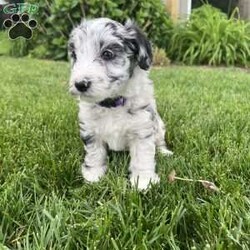 Baylee/Mini Sheepadoodle									Puppy/Female	/April 25th, 2024,Meet Baylee, a mini F1b Sheepadoodle. Baylee is a sweetheart. Her rare black and white merle coloring makes her one of a kind. She is curious, likes to play, and explore, and is quick to be right by your side. She is vet-checked, current on vaccinations, has been dewormed, and comes with a health guarantee. She received early neurological stimulation to help with higher intelligence, better health, and a more even, sweet temperament. She is currently potty training, and being socialized. She is family-raised alongside her twin brother, Baxter, with lots of love and attention and will make an easy transition into a forever family.