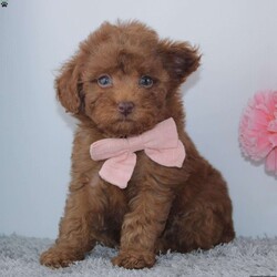 Marcy/Miniature Poodle									Puppy/Female	/8 Weeks,To contact the breeder about this puppy, click on the “View Breeder Info” tab above.