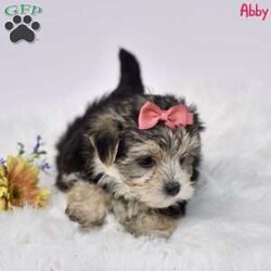 Abby/Morkie / Yorktese									Puppy/Female	/8 Weeks,Morkie puppies are an irresistible blend of Maltese and Yorkshire Terrier, offering the best of both breeds. Our delightful, family-raised pups are known for their affectionate and lively personalities, making them ideal companions for children and adults alike. Each puppy will undergo a thorough vet check to ensure they are in perfect health and will be up-to-date on all necessary shots and dewormer treatments. Additionally, we provide a one-year genetic health guarantee, giving you added confidence in the well-being of your new furry friend. Raised in a loving home environment, these Morkie puppies are well-socialized and accustomed to being around children, ensuring they will fit seamlessly into your family. Bring home a Morkie puppy today, and enjoy the boundless love and joy they will bring to your household.