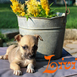 Adopt a dog:Livie/Chihuahua/Female/Baby,Hello, my name is Livie and I am an adorable little 3lbs Chihuahua puppy! 
I am friendly, affectionate, loyal, gentle, playful, smart, curious, funny and I love giving kisses. 

I am a very good girl who is just looking for someone to love me and care for me and carry me with you wherever you go. I’m even almost completely potty trained. 
I enjoy spending time with my humans and receiving belly rubs. I am very gentle and would be great with families with children, as long as the children are respectful of the fact that I’m very little and could get hurt easily. 
Even though I am a puppy, I am very well-behaved and can be your lifelong companion. 
If you are interested in meeting me, please keep in mind that I am still a baby so please only consider adopting me if you are able to take care of my puppy needs and be patient with me as I learn and grow. Thank you, I can't wait to meet you!