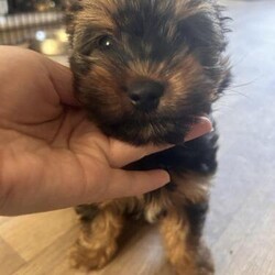 Two Yorkshire miniature terrier puppies left/Yorkshire terrier/Mixed Litter/11 weeks,One male one female left 10 weeks old and have had first injections and microchips done can be viewed with mum and dad as they’re both our pets male is £800 and female is £900 ready to go any time after injections will need deposit which is non refundable