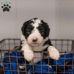 Nessie/Mini Sheepadoodle									Puppy/Female	/11 Weeks,This is a Mini Sheepadoodle, a mix between an OES and a Mini Poodle. Sheepadoodles are playful, intelligent, loving, sociable and great family dogs. Sheepadoodles have a goofy and fun personality. They are typically between 30-40 lbs full grown. Our puppies come with their first round of shots and dewormer and will be vet checked to ensure a healthy puppy. We take great pride in getting our puppies ready for their forever homes! We offer transportation for those who can not come pick up at our farm. Thanks for checking us out, feel free to reach out with any other questions or additional photos.