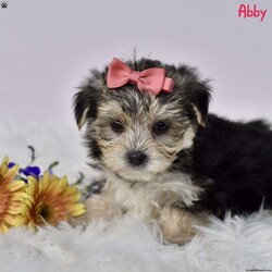 Abby/Morkie / Yorktese									Puppy/Female	/8 Weeks,Morkie puppies are an irresistible blend of Maltese and Yorkshire Terrier, offering the best of both breeds. Our delightful, family-raised pups are known for their affectionate and lively personalities, making them ideal companions for children and adults alike. Each puppy will undergo a thorough vet check to ensure they are in perfect health and will be up-to-date on all necessary shots and dewormer treatments. Additionally, we provide a one-year genetic health guarantee, giving you added confidence in the well-being of your new furry friend. Raised in a loving home environment, these Morkie puppies are well-socialized and accustomed to being around children, ensuring they will fit seamlessly into your family. Bring home a Morkie puppy today, and enjoy the boundless love and joy they will bring to your household.