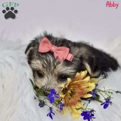 Abby/Morkie / Yorktese									Puppy/Female	/8 Weeks,Morkie puppies are an irresistible blend of Maltese and Yorkshire Terrier, offering the best of both breeds. Our delightful, family-raised pups are known for their affectionate and lively personalities, making them ideal companions for children and adults alike. Each puppy will undergo a thorough vet check to ensure they are in perfect health and will be up-to-date on all necessary shots and dewormer treatments. Additionally, we provide a one-year genetic health guarantee, giving you added confidence in the well-being of your new furry friend. Raised in a loving home environment, these Morkie puppies are well-socialized and accustomed to being around children, ensuring they will fit seamlessly into your family. Bring home a Morkie puppy today, and enjoy the boundless love and joy they will bring to your household.