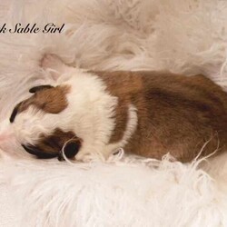 Border Collie Puppies Pedigree/Border Collie/Female/Younger Than Six Months,Wattledale Border Collies is excited to announce that we welcomed 4 absolutely gorgeous Pedigree babies on the 26/05/2024, to parents Phoebe and Keith.Puppies are currently 1 week old.We are taking expressions of interest for the following:Seal BoyDark Sable GirlChocolate Sable GirlBlack and White Girl (SOLD)Puppies will be ready to go home on the 21/07/2024 at 8 weeks of age.Mum Phoebe is a Sable long hair with a medium drive. Dad Keith is a Chocolate long hair, also with medium drive. While they love their exercise, they also love their lounge time with their family. Both dogs have absolutely wonderful natures, being very affectionate, loyal and intelligent.Early socialisation is extremely important in young puppies, and ours are lucky enough to be born onto a large property with a variety of chooks, ducks, cats, other dogs and wildlife. We also have small children.Every puppy will go to a different home with a different environment. Therefore we strive to ensure our babies are exposed to as many different things as possible in a positive way.Our Puppies will come to you*With Pedigree papers (limited registration, meaning pets only and not for breeding, Mains register can be negotiated if appropriate )*Fully vet checked*Microchipped*wormed every 2 weeks since birthA puppy pack to get you startedDNA testing results and pedigree papers of both mother and fatherIf transportation is required for interstate, this can be arranged by the new owner and at their cost.We encourage new owners to come and meet the puppies in person if possible as this helps when they go to their new homes.Both parents have been DNA tested through Orivet to ensure they are clear of any inheritable diseases that Border Collies are know for, ensuring your puppy wont ever get them.If you have any questions or would like extra photos or videos, do not hesitate to ask. Please no time wasters. Puppies will only go to approved homes so please do your research.Call, email or message or head to our facebook page Wattledale BorderCollies.We are registered breeders with the MDBA and you can clarify my registration throughhttps://www.mdba.net.au/breedercheck.htmlMDBA member number 26580