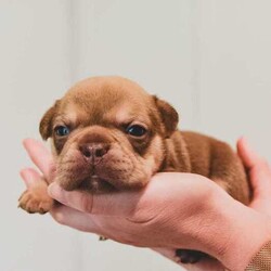 pedigree papered french bulldog puppies/French Bulldog/Male/Younger Than Six Months,Teppertown French Bulldogs proudly present our current litter from ButterBeans and Diego 