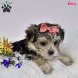 Abby/Morkie / Yorktese									Puppy/Female	/8 Weeks,Morkie puppies are an irresistible blend of Maltese and Yorkshire Terrier, offering the best of both breeds. Our delightful, family-raised pups are known for their affectionate and lively personalities, making them ideal companions for children and adults alike. Each puppy will undergo a thorough vet check to ensure they are in perfect health and will be up-to-date on all necessary shots and dewormer treatments. Additionally, we provide a one-year genetic health guarantee, giving you added confidence in the well-being of your new furry friend. Raised in a loving home environment, these Morkie puppies are well-socialized and accustomed to being around children, ensuring they will fit seamlessly into your family. Bring home a Morkie puppy today, and enjoy the boundless love and joy they will bring to your household.